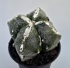 Astrophytum Myriostigma Kikko 