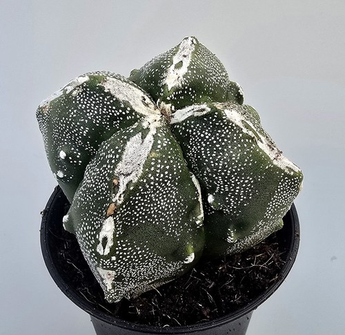 Astrophytum myriostigma kikko - kikko,
