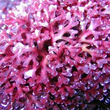 Halymenia Rotalge Meerwasser zum Animpfen Algen Caulerpa Refugium Lebendgestein