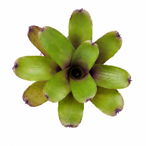 Bromelie neoregelia mephisto - bromelie,,