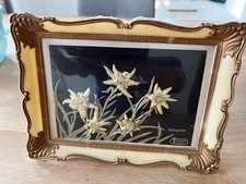 Hochgebirgsedelweiß