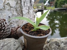 agave attenuata Drachenbaumagave im Topf ganz weiche Blätter dekorativ