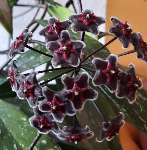 Hoya hawaiian purple - hoya,