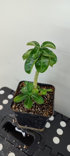 Adenium mini n11 wustenrose - adenium,