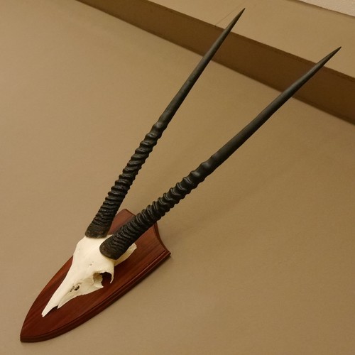 Oryx 5 cm - oryx, 81,5