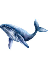 5x car sticker whale sticker