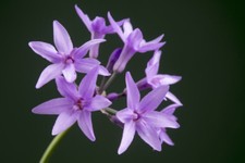 SAMEN Terrasse Balkon