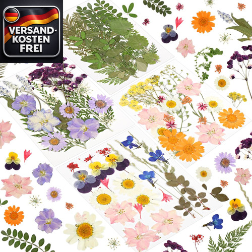 Gepresste trockenblumen set - gepresste,