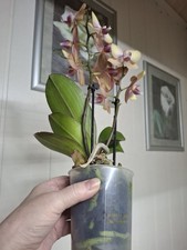 Orchidee  Phalaenopsis