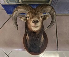 Mufflon Widder Geweih