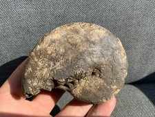 Trias Ammonoid Hypocladiscites