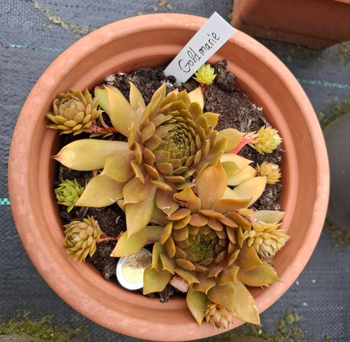 Sempervivum dachwurz hauswurz - sempervivum,