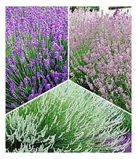 Winterharte Stauden Lavendel-Sortiment blau rosa weiß 9 Pflanzen Lavandula