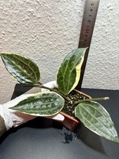 Hoya macrophylla variegata.  „“ No Syngonium,Anthurium ,Hoya,Albo, Alocasia