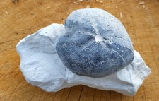 Seeigel,Micraster sp. mit kl