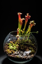 Karnivoren komplettset, Fleischfressende Pflanzen als Zimmerpflanzen im Moorbeet