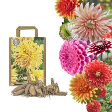 Dahlien Knollen Dahlia Blumenzwiebeln Bunte Auswahl im Mix Dahlie Knolle