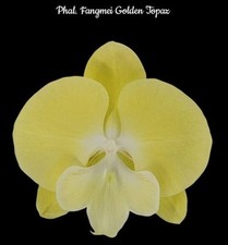 Phalaenopsis Fangmei Golden