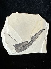 Fossil