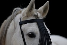 Stirnriemen Spanisch