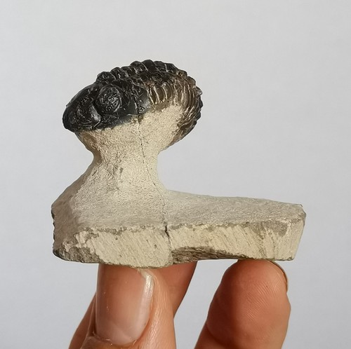 Echt 7cm drotops trilobit - 2.7cm,