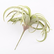 artplants Künstliche