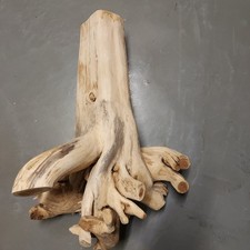 Akazienwurzel 57cm 5kg