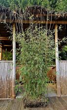 Bambus Fargesia Jiuzhaigou 200cm Roter Bambus Bambuspflanze