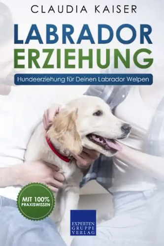 Labrador erziehung - labrador,