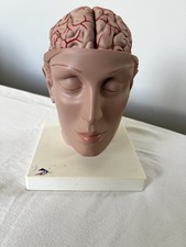 Anatomisches gehirn modell - gehirn,
