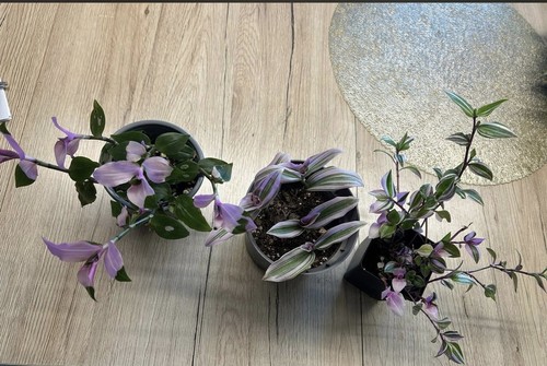 Tradescantia dreimasterblume - tradescantia,