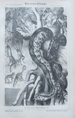 Riesenschlange 1878 original - riesenschlange,
