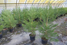 1st. Mammutbaum 20-40cm Sequoiadendron giganteum Riesenmammutbaum $ Sale $