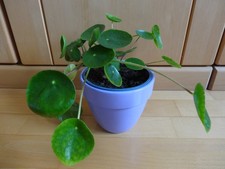 Schön gewachsene mehrjährige