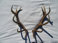 Kapitale Abwurfstangen Paar