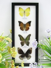 4 echte präparierte Schmetterlinge Schaukasten Wandbild Bilderrahmen - A-04-h-16