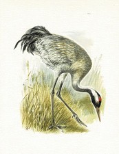 Kranich Kranichvögel - Kunstdruck-Bild - 25,5 x 17,5 cm (e)