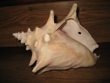 Wunderschöne echte Riesenmuschel, Schnecke, Riesenschnecke, 20,5cm, Muschel