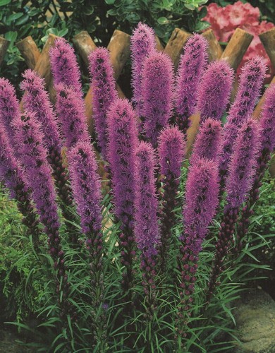 Liatris spicata prachtscharte - liatris,