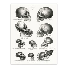 Menschlicher Affe und Affe
