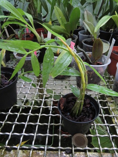 Dendrobium aphyllum syn - dendrobium, syn.