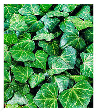 Winterharte Efeu Pflanze 'Baltica', 3 Pflanzen