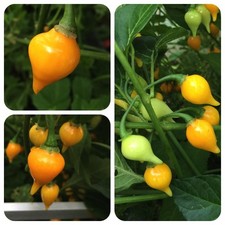 Biquinho Amarelo orange Chili aus Brasilien süße Chilli ohne Schärfe Sweetdrops