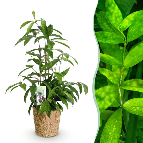Zimmerpflanzen dracaena - zimmerpflanzen,