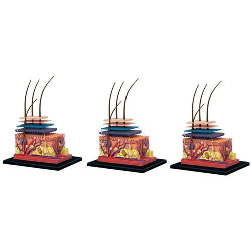 Menschliche haut modell - 3x,