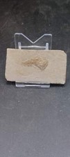 Phyllocarid-MP000004