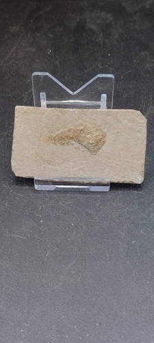 Phyllocarid-MP000004