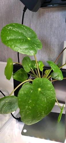 Mini pilea peperomioides - mini, /