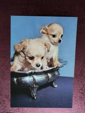 Alte Hundepostkarte ? CHIHUAHUA WELPEN ? AK HUND
