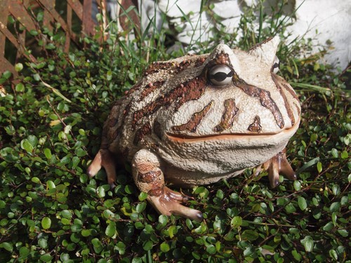 Frosch deko figur - frosch,